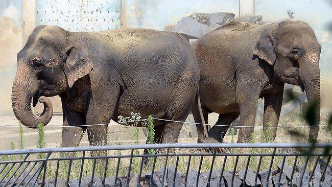 FRANCE-ANIMALS-ELEPHANT