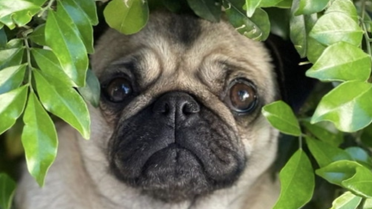 No matter how cute she is, your pet pug is not tax-deductible.