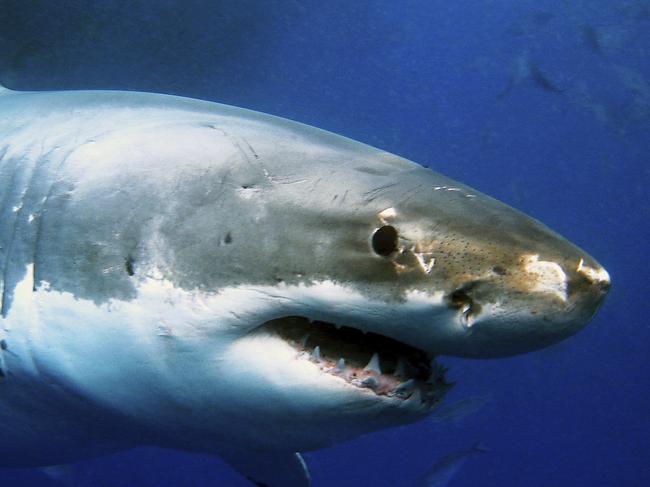 Photo of a great white shark