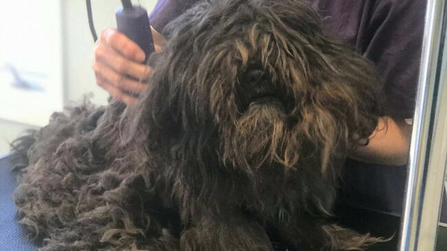 Virginia Beach Animal Shelter Removes Almost 9lbs Of Matted Fur From Shih Tzu The Advertiser