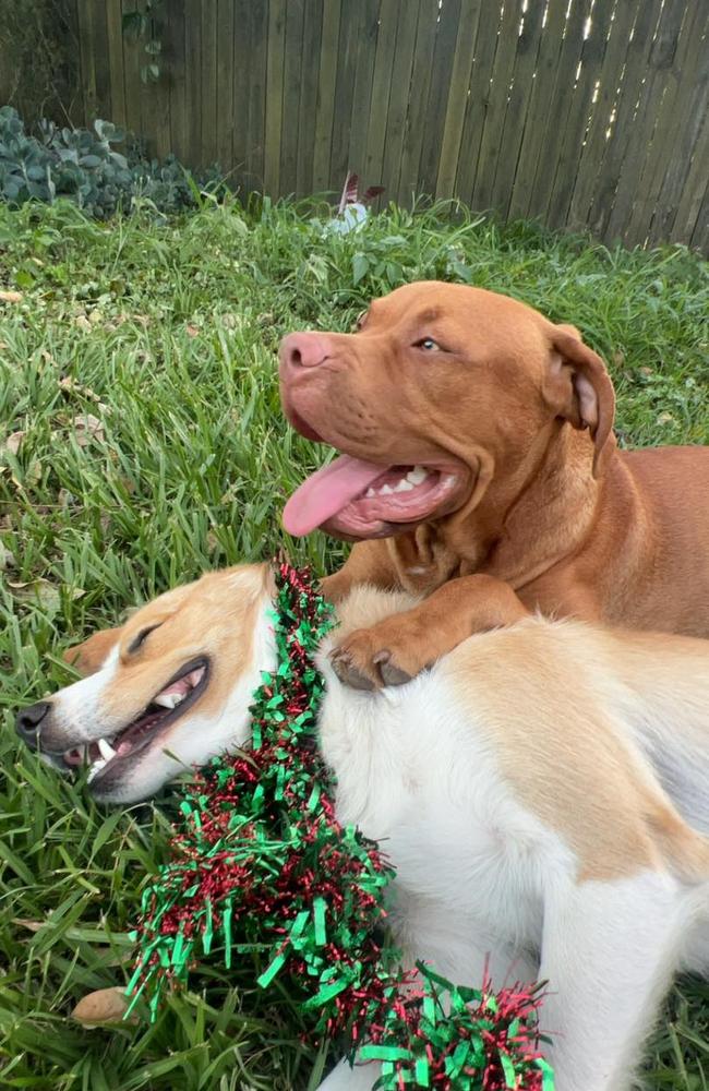 Luka and Sonny have been missing from their Brighton home for two months, and new lines of inquiry believe the dogs may be in the Southern Downs. (Photo: Facebook/ Bring Luka and Sonny Home)