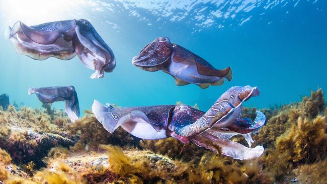 Giant cuttlefish at Stony Point on the Eyre Peninsula. Picture: Carl Charter/SATC