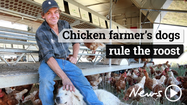 Hugh Maurice and his chicken farms unlikely pecking order