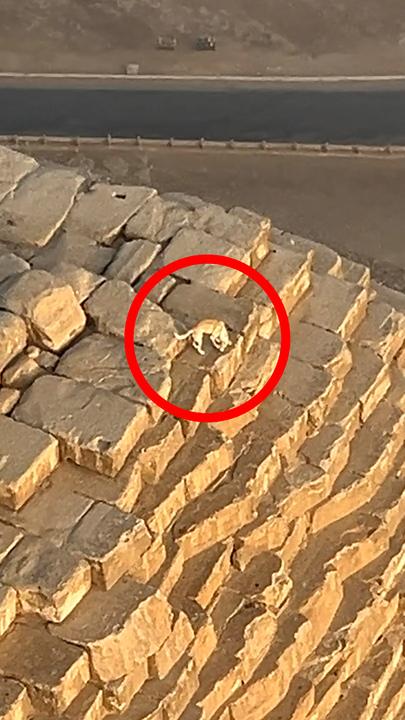 Bizarre moment paraglider spots dog on top of Egyptian pyramid