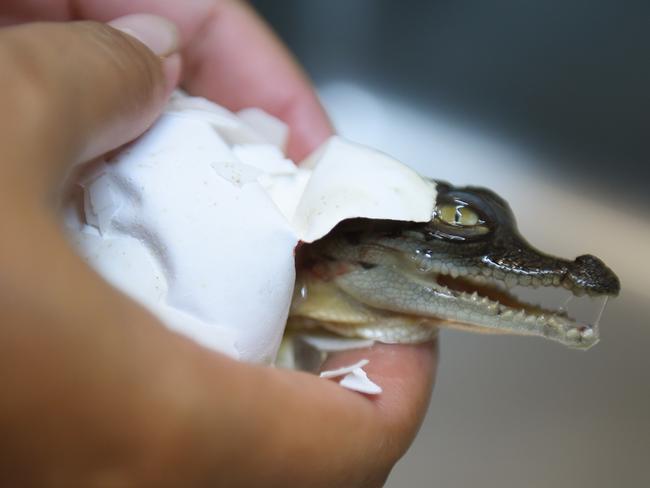 Crocodylus Park have their first baby crocodile hatchlings of the season. Picture: Hels Orr