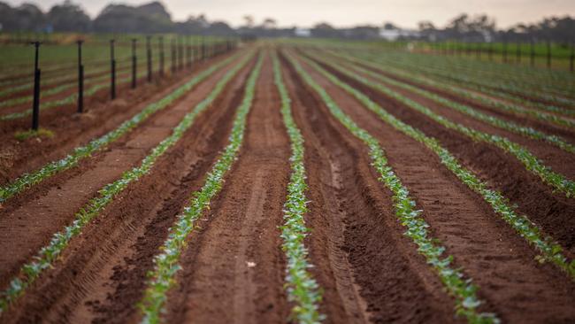 Harvesting of vegetables is six to seven days a week and most of the produce is field packed or packed on-site.