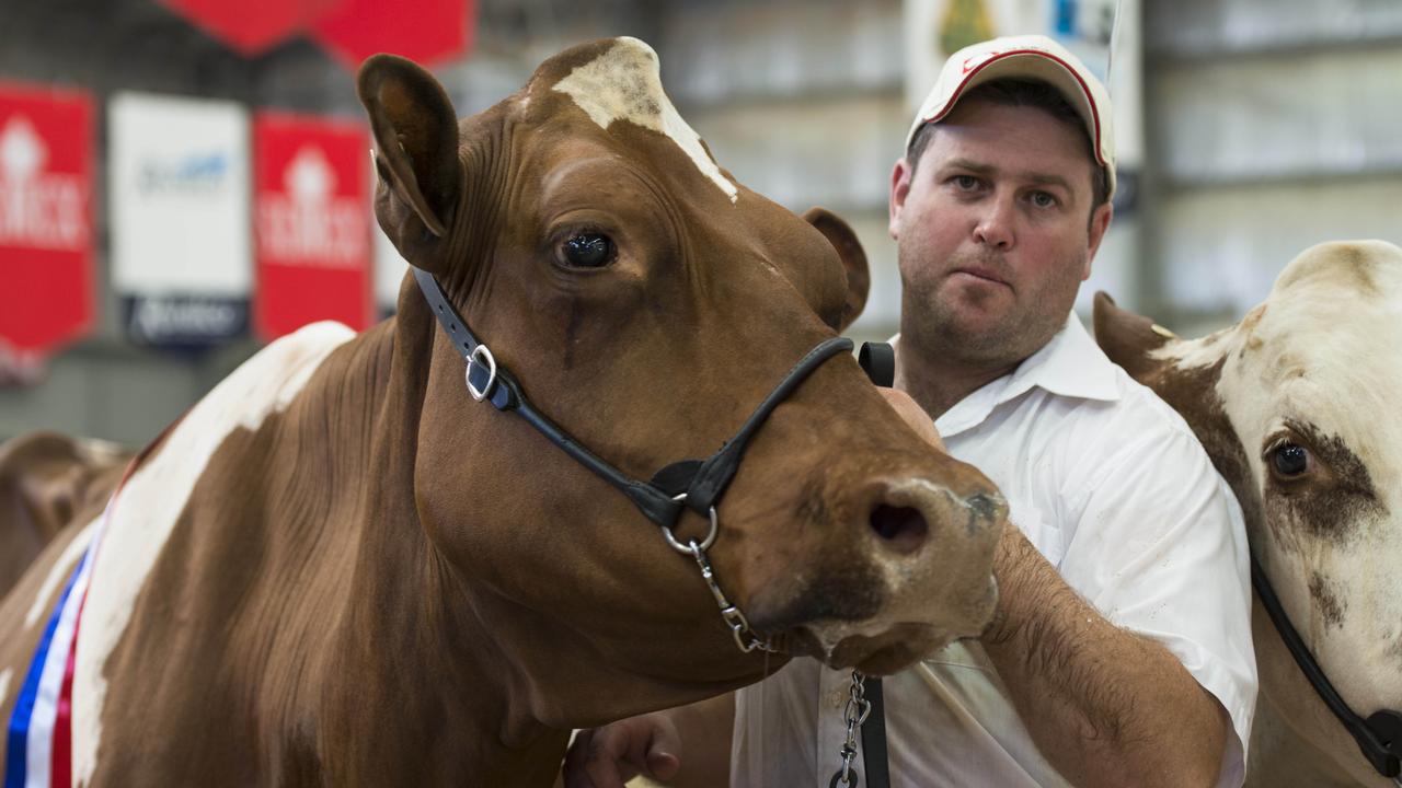 Gorbro Sale: Nine Red And White Holsteins Average $15,800, Top $20k At 