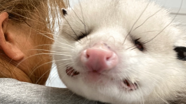 Blind opossum had no one in the world. This woman became his everything. thumbnail