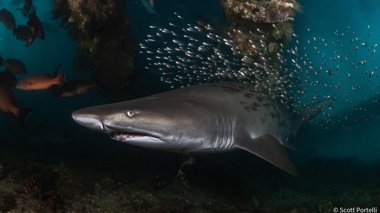 Threatened species winner ‘Declining species’ by Scott Portelli. Picture: Scott Portelli/Australian Geographic Nature Photographer of the Year 2021