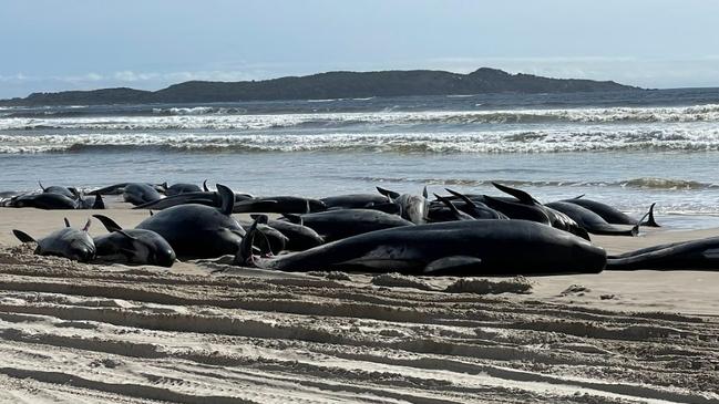 Rescue efforts at mass whale stranding on the West Coast near Macquarie Harbour. Photo Sam Flanagan