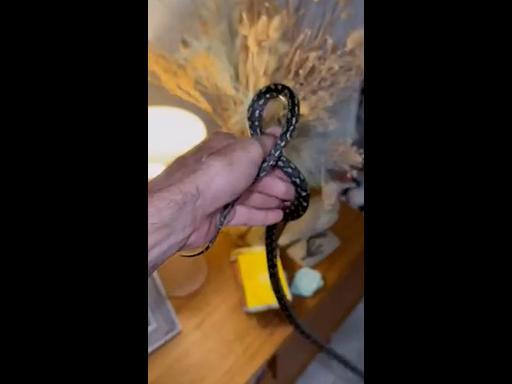 Python found tangled up behind family’s TV