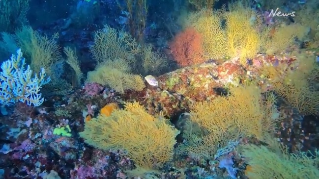 Rare sighting of Leopard Toby fish in the Coral Sea, Queensland