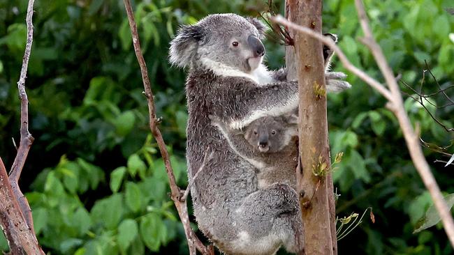 A 4000-tree eucalyptus planation at the Rockhampton prison could help boost the Rockhampton Zoo’s koala planation. . (Photo by DAVID GRAY / AFP)