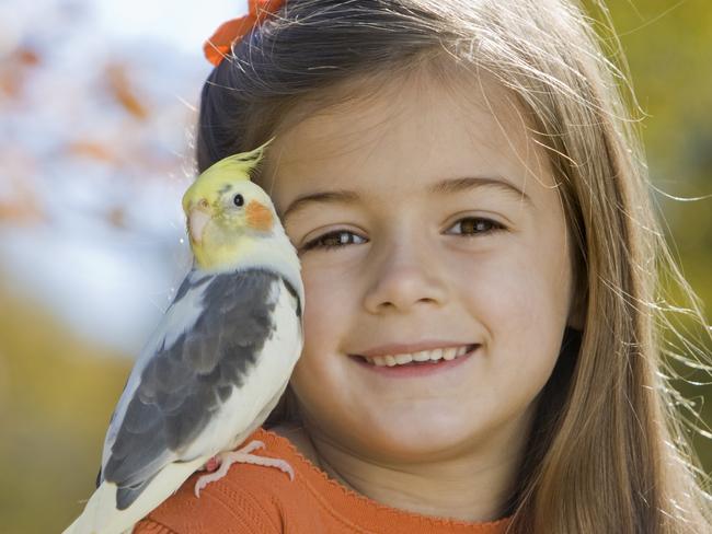 SMART Daily. Pets column. Little girl smiling with her pet cockatiel sitting on her. Picture: iStock