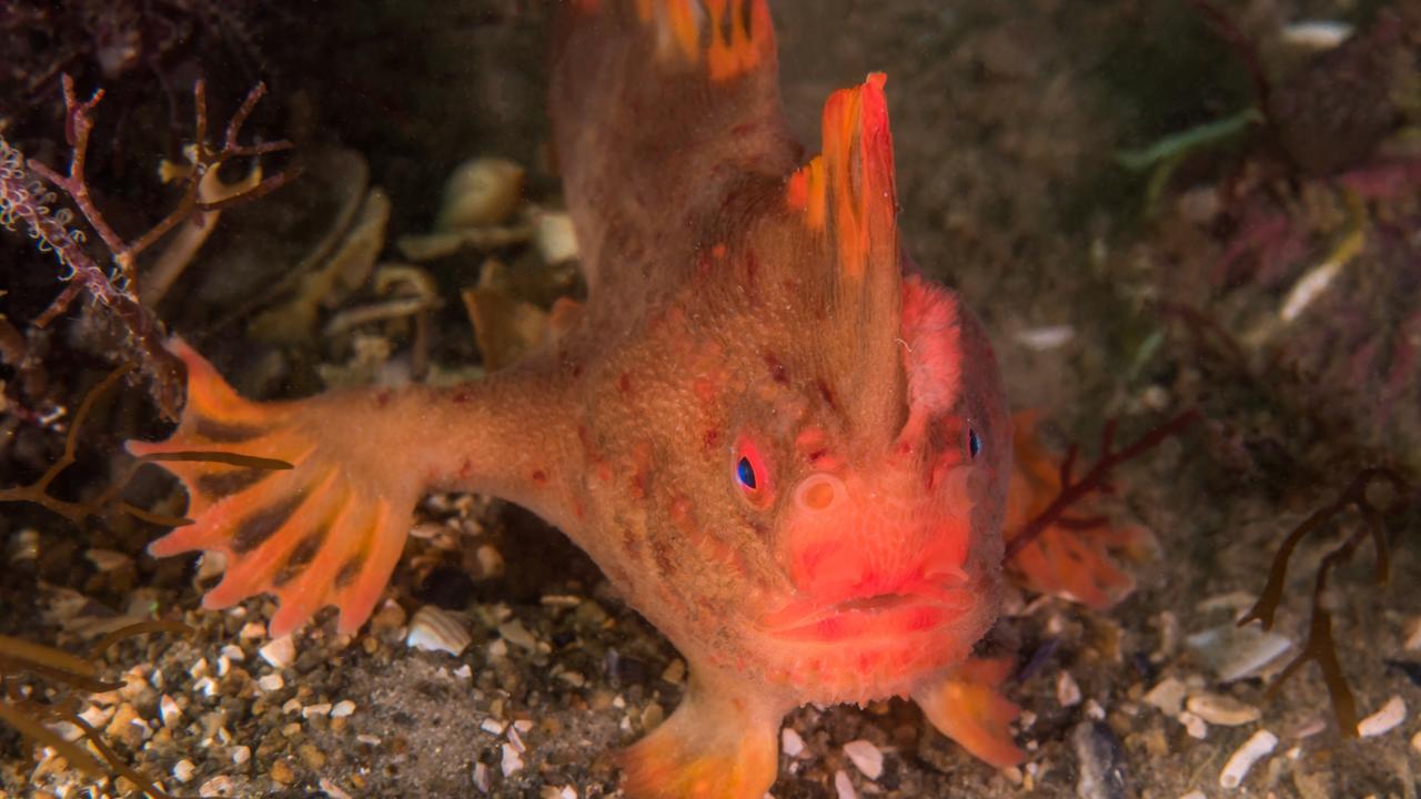 Red handfish deaths recorded as specimens released back into wild | The ...