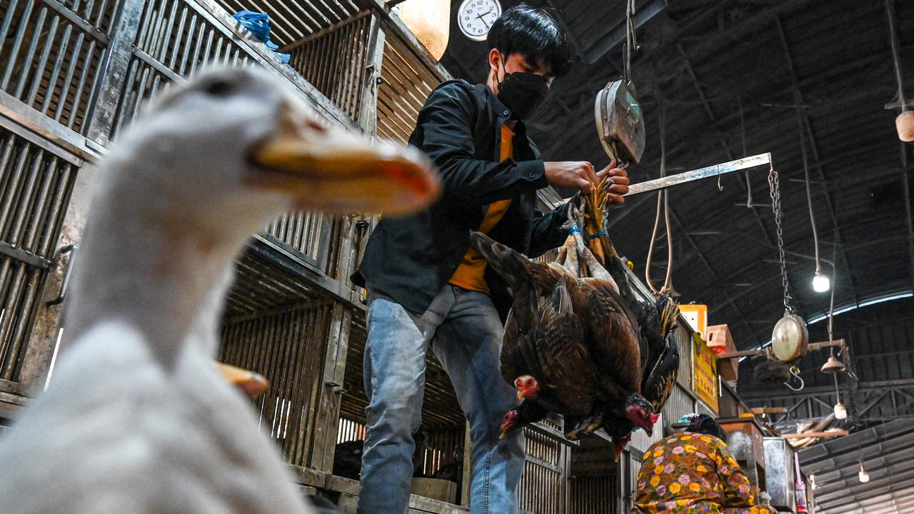 Cambodian health authorities have said there was no human-to-human transmission of bird flu in the case of a father and daughter who caught the virus. Picture: Tang Chhin Sothy/AFP