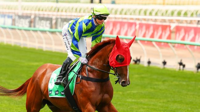 Kuroyanagi prior to running of the The TAB Vanity at Flemington. Picture: Morgan Hancock/Racing Photos via Getty Images