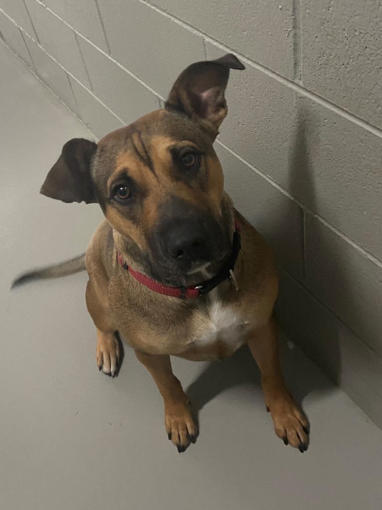 Bindi survived thanks to the kindness of strangers who gave her food and water over the fence. Picture: RSPCA WA