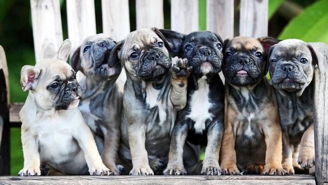 A gorgeous litter of French bulldogs, which are the most sought-after and most expensive dog breed in NSW. Picture: Tim Hunter