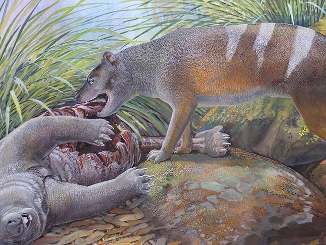 Three ancestors of thylacine added to species family tree. Artistâs reconstruction of Badjcinus timfaulkneri scavenging on the carcass of Silvabestius michaelbirti, a wombat-like marsupial also from the Hiatus Site at the Riversleigh World Heritage Area. Picture: Peter Schouten