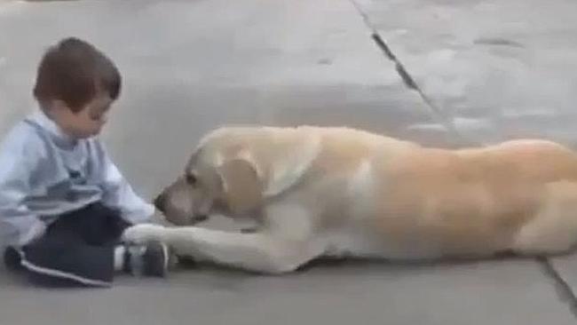 The dog reaches out a paw to make contact with the boy. Picture: Screengrab/YouTube