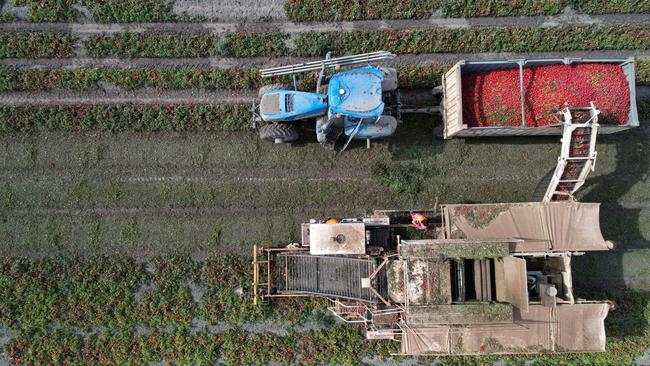 Located between Swan Hill and Kerang, Winlaton Farms produces field tomatoes and winter crops of barley, canola and faba beans, with cereal crops under centre pivots.