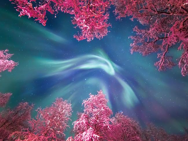 Insight Astronomy Photographer of the Year 2017 shortlist selection: Auroral Crown . Picture: Yulia Zhulikova (Russia) During an astrophotography tour of the Murmansk region with Stas Korotkiy, an amateur astronomer and popularizer of astronomy in Russia, the turquoise of the Aurora Borealis swirls above the snow covered trees. Illuminated by street lamps, the trees glow a vivid pink forming a contrasting frame for Nature’s greatest lightshow. Murmansk, Russia, 3 January 2017