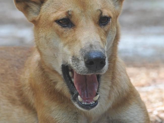 Dingoes maul woman eating sandwich