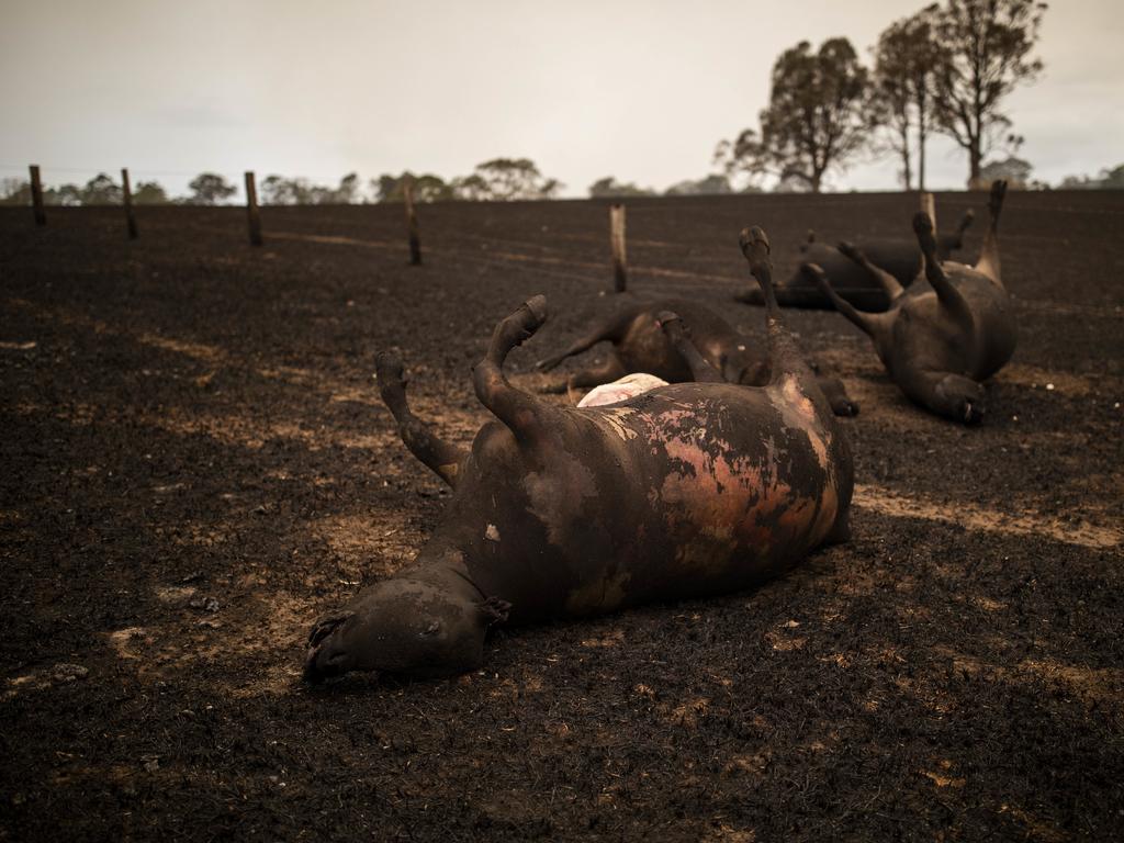 Cows lay dead after being killed in a bushfire in Coolagolite, NSW. Picture: Sean Davey/AAP