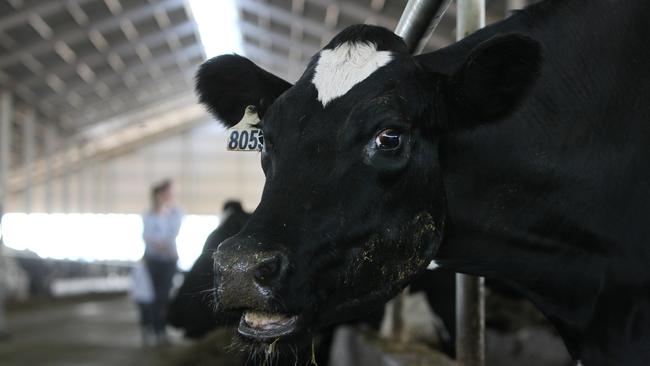 The curved barn roof style is used a lot in Australia – particularly in the dairy cow industry – to provide cool shade and airflow. Picture: DALE WEBSTER