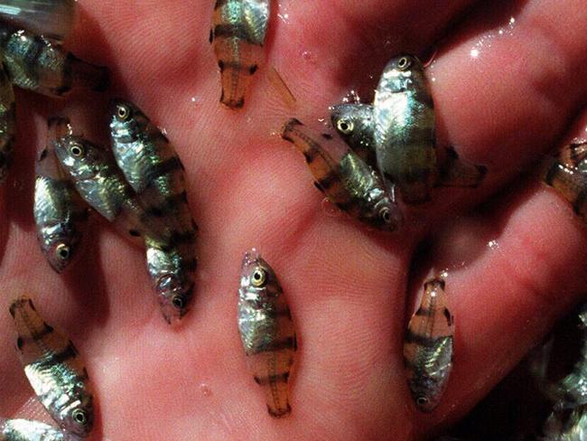 Baby Bass released into popular Sydney waterway