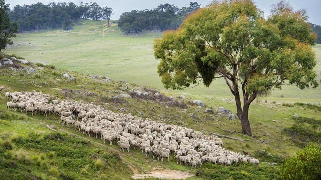 Merino sheep at Nulla Vale. Picture: Zoe Phillips