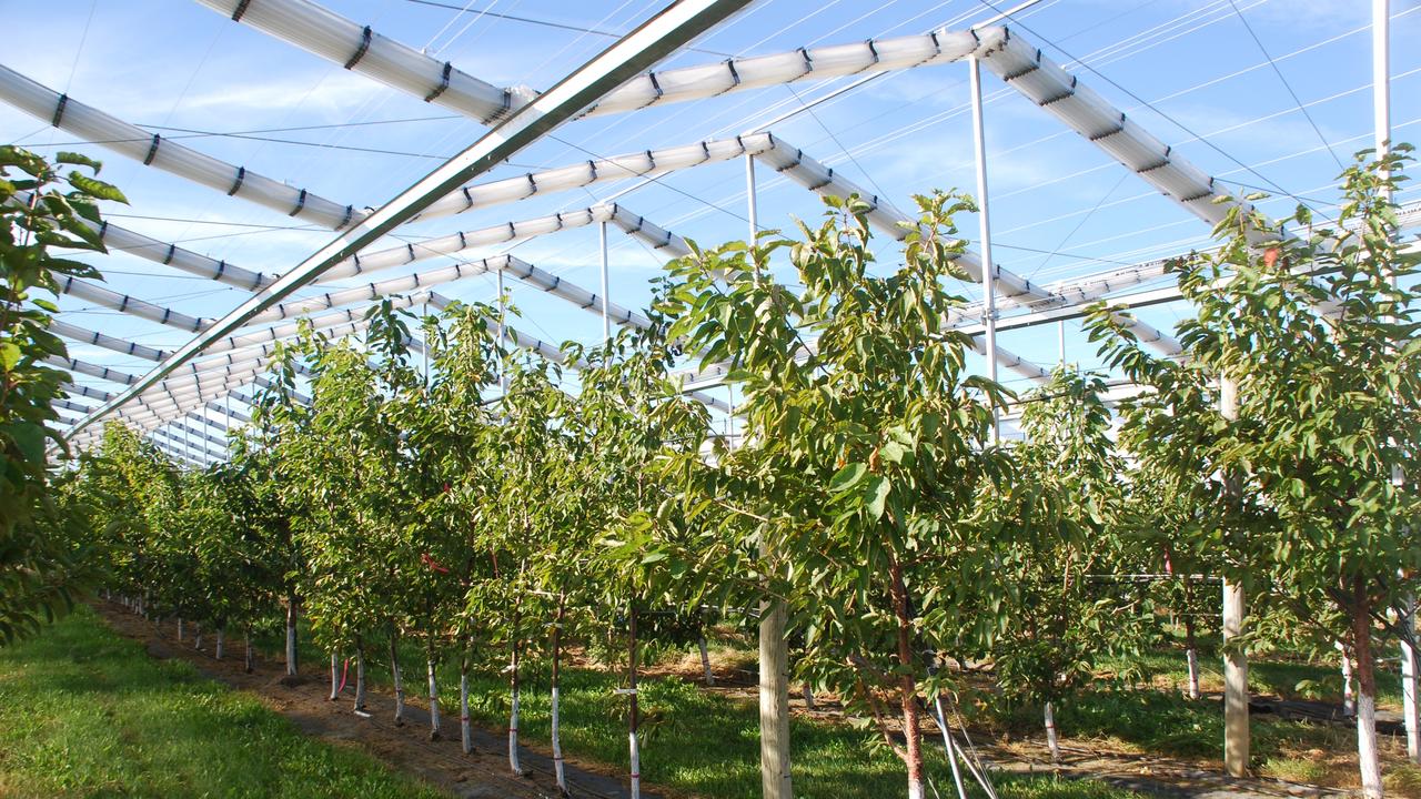 Christmas in SA: Ceravolo Orchards invest $1.6m to protect cherries ...