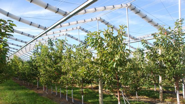 Ceravolo Orchards is building a retractable roofing system for its cherry orchards.