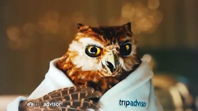 Cute owl advert from Trip Advisor