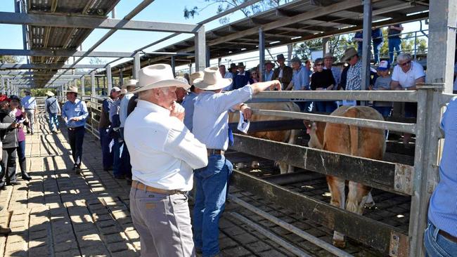 All Breeds Sale at Casino Saleyards. Picture: Susanna Freymark