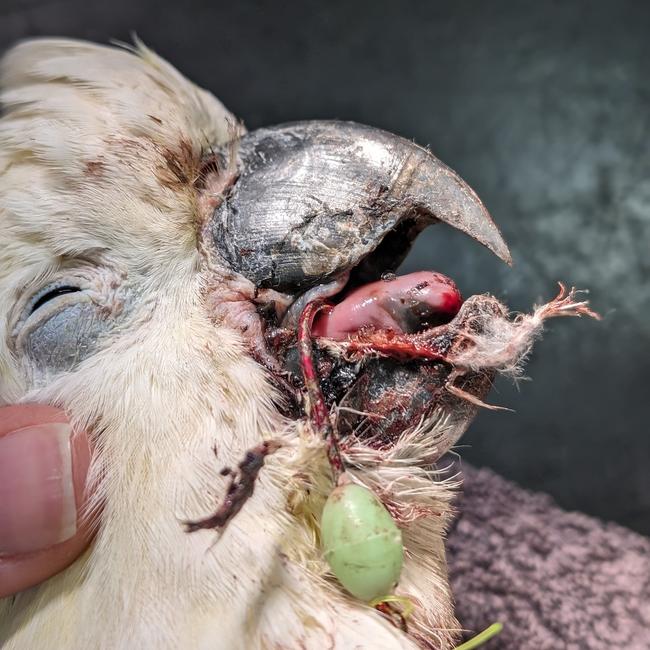 The fish hook was stopping the cockatoo from putting his tongue back in his mouth. Picture: Pittwater Animal Hospital