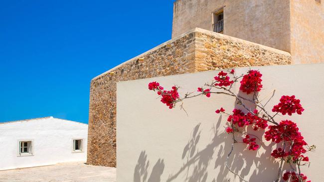 Magnificent Bougainvillea in full bloom.