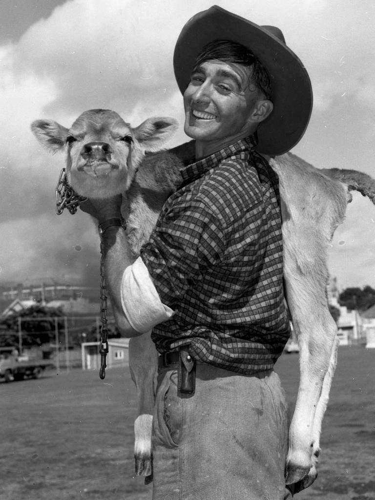 Small One, a month-old Jersey calf, gets a ride Bob Finnis, a groom on R.J. Crawford's Kingaroy stud, 1961. Picture: Ray Saunders