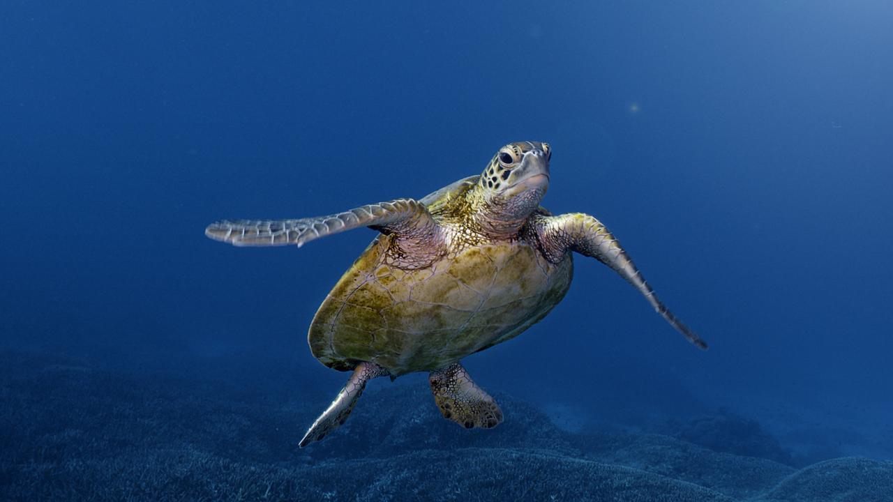 Abc Nature Program Australia’s Ocean Odyssey: A Journey Down The East 