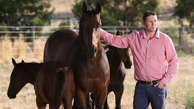 LINDSAY PARK stud manager Andrew Perryman with mares and foals. pic Tait Schmaal.