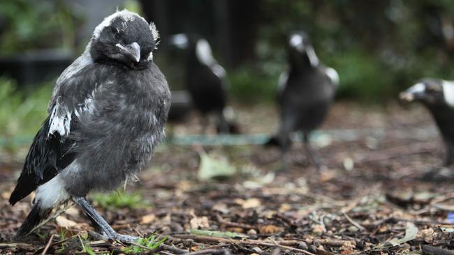 Wild life rescuer Michele Phillips is urging people not to pick up baby magpies. Their parents take them to the ground to learn to look for food.