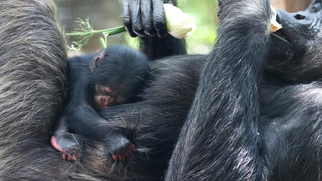 Rockhampton Zoo's newborn chimpanzee resting on mother Leaky's chest. Photo – Blair Chapman