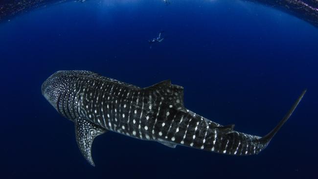 Swimming with whale sharks at Ningaloo is a must for the bucket list.