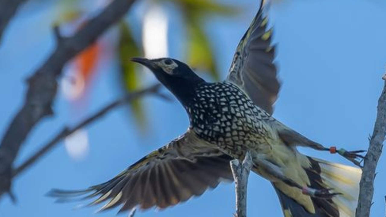 A critically endangered regent honeyeater. Picture: NSW Minister for the Environment