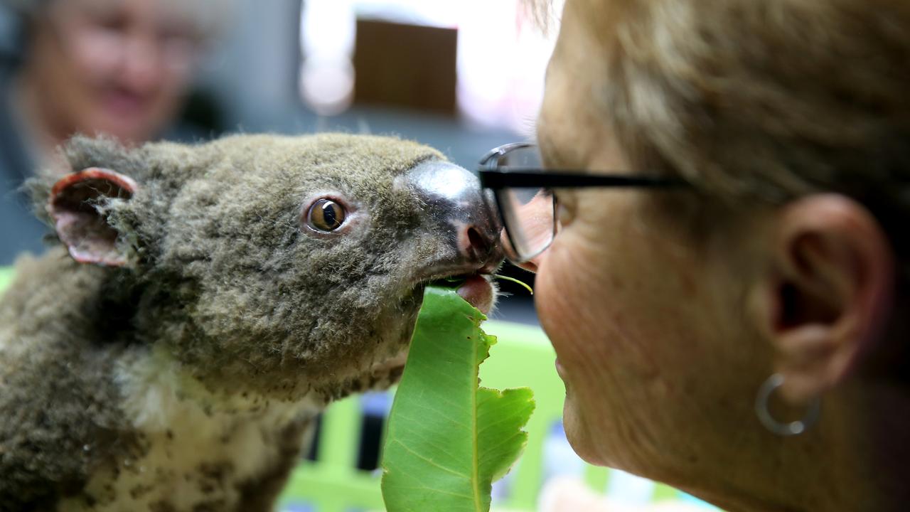 Koalas have been devastated by the recent bushfires – but numbers were already down. Photo: Nathan Edwards/Getty Images