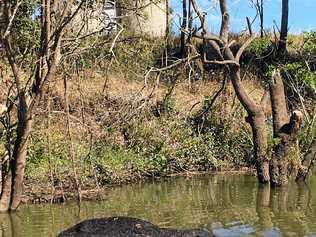 South Gundurimba resident Phill Terry' took photos of "carnage" he discovered along the Wilson River. Picture: Phill Terry