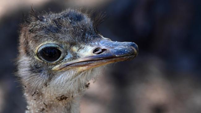 African Black Ostrich chick at Flying High Bird Park.