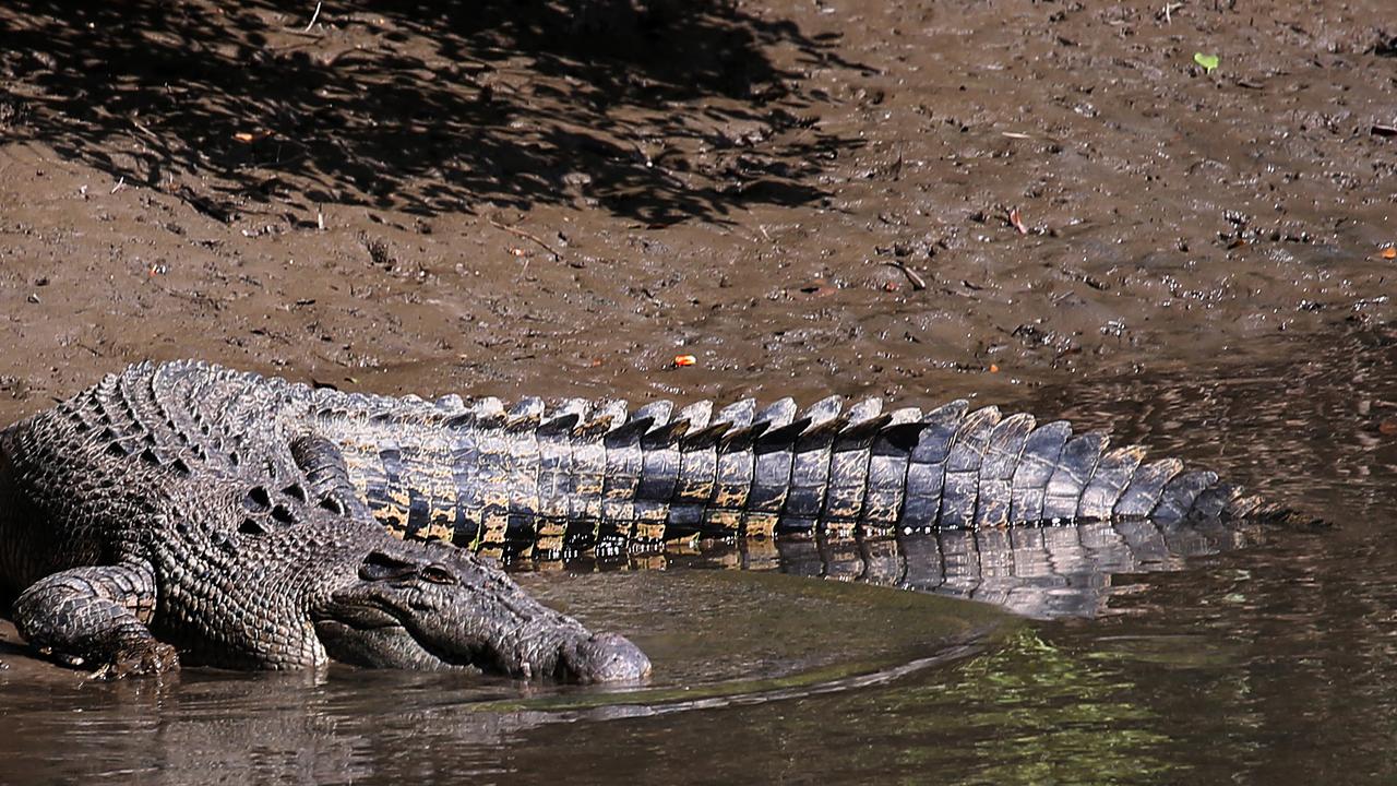 Designer labels buy up Aussie croc farms - ABC News