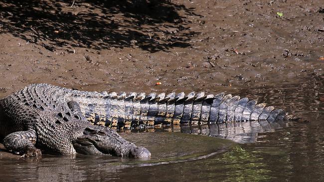 ”Mo is seen laying on the banks of the Mowbray River under the Mowbray Bridge on the Captain Cook Highway. PICTURE: STEWART McLEAN